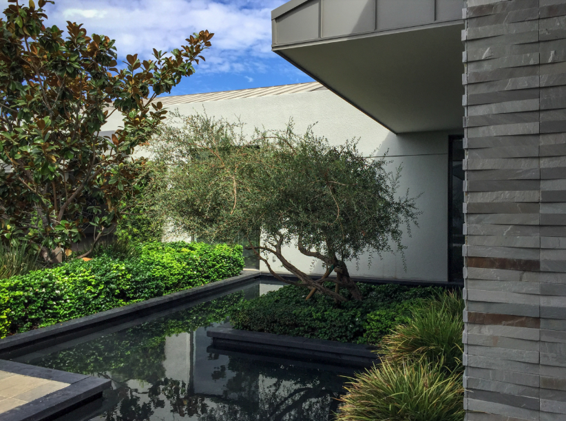 Baja Estate — reflecting pool with olive tree and stone facade